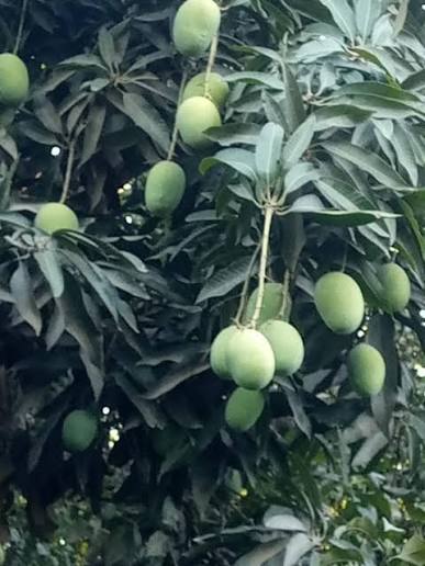 Anwar Ratol Mangoes 2kg — Limited Edition