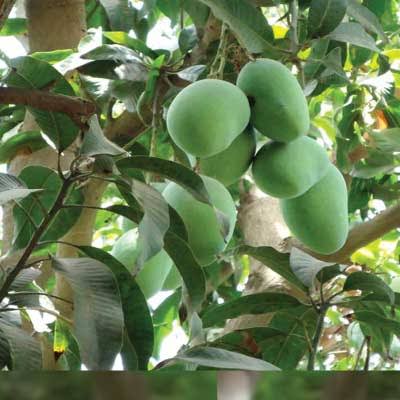 Royal Chaunsa Mangoes growing on tree - Farm Fresh