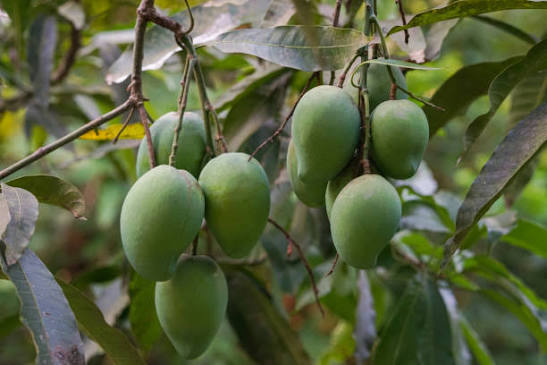 Langra Mangoes 3kg — Limited Edition